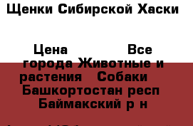 Щенки Сибирской Хаски › Цена ­ 20 000 - Все города Животные и растения » Собаки   . Башкортостан респ.,Баймакский р-н